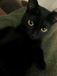 pin em catioros gatineos e serumaninhos
