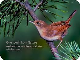 Birds And Their Spiritual Meanings Celtic Meanings Of The Wren Animal Spirit Guides Work With Animals What Is A Bird