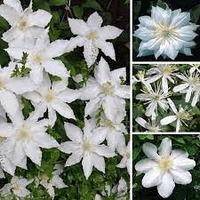 Clematis is a summer growing vine with beautiful white flowers which come in abundance. Clematis White Coloured Large Flowering Climber Hardy Plants From Gardeners Dream Uk