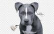 American Pit Bull Terrier vs. the American Staffordshire ...