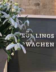 Susser Die Glocken Sie Lauten Lieblingsfruhlingsboten Fruehlingserwachen Fruhling Fruhlingserwachen Geschenkideen