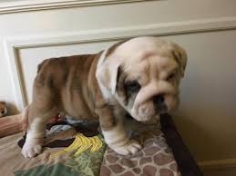The term bulldog commonly refers to the english bulldog, but can also refer to the american bulldog, french bulldog, or now extinct old english bulldog. Elliotts Bullbabies Adorable Bulldog Puppies