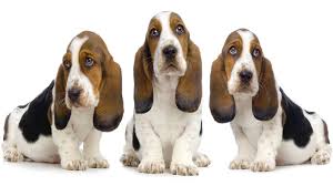 These healthy and happy puppies will bring the admiration and joy to your eyes while seeing them on the screen of your pc. Basset Hounds Puppy Love