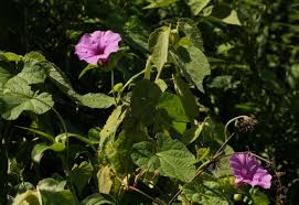 Image result for Ipomoea involucrata