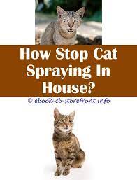 12 Charming Stop Cat Spraying Female Coleus Canina Admirable