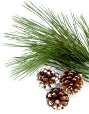 When to use pine straw vs. Will Pine Needles Make My Garden Soil Ph Too Acidic No It S A Myth