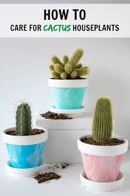 Wondering how to kill cactus without getting covered in needles? How To Care For Cactus House Plants Indoor Cacti Care Cactus House Plants Indoor Cactus Plants