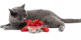 Being carnivores, cats benefit from eggs' protein and amino acids. Can Cats Eat Strawberries