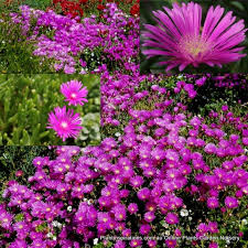 Some varieties can grow to the size of a dinner plate and their pearlescent tones make them stunning focal points for potted arrangements, rock gardens, favors, décor, and much more. Delosperma Cooperi Pink Carpet X 1 Hardy Succulents Trailing Iceplant Flowering Groundcover Plants Mesembryanthemum Shrubs Succulents