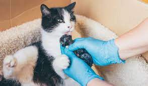 How To Tell When A Cat Is Ready To Give Birth The Ultimate Guide