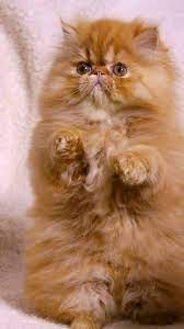 Pin By Alcione Macedo On Fofo Beautiful Cats Cute Cats And Kittens Persian Cat