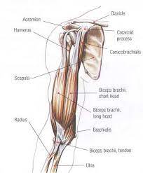 The triceps brachii muscle is the prime extensor of the forearm at the elbow joint, with assistance from the anconeus muscle, but is also capable of weak arm extension and adduction. Bicep Tendon Injuries Glenelg Orthopaedics