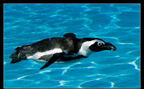 Answers to all these questions and many more interesting facts about penguins are found in this article. Pinguins Info Penguin Food Information Catching About Penguins