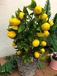 Saksıda limon ağacı sulaması nasıl olmalıdır? Evde Minyatur Limon Agaci Nasil Yetistirilir Kalite Haberler
