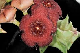 Image result for Orbea melanantha