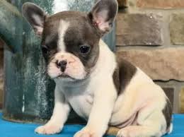 We have raised french bulldogs for 10 years. French Bulldog For Sale In Minnesota Frenchieforsale Com