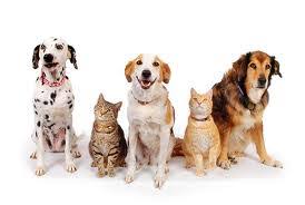 If the initial doses of treatment are not completely effective, repeat treatment may be required, which may cause this cost to double. Spay Neuter Program Delaware Health And Social Services State Of Delaware