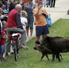 Kleine kinder sind wie junge wildschweine und lieben fast genauso den matsch. Gefahr Fur Menschen Greift Die Wildsau An Hilft Nur Der Weg Nach Oben Welt