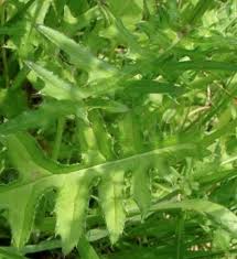 ノアザミ 野薊 の時期 採り方 食べ方 レシピ 栽培方法 山菜図鑑