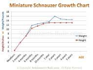 miniature schnauzer faq common mini schnauzer questions