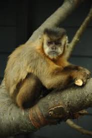 The black capuchin monkey is a new world primate. Zootierlistehomepage