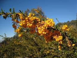 Image result for Berberis darwinii