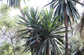 Image result for Dracaena steudneri