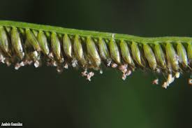 Image result for Eustachys paspaloides