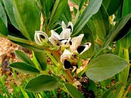 Image result for Vicia faba