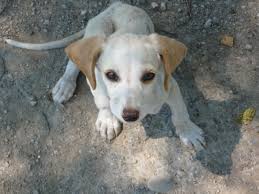 The rest is up to you! What Is The Best Pet Insurance For Dogs Pethelpful By Fellow Animal Lovers And Experts