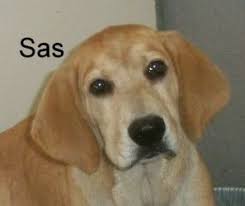 Adopt Sas Needs Sponsor On Petfinder Labrador Retriever Dog Labrador Retriever Adoption