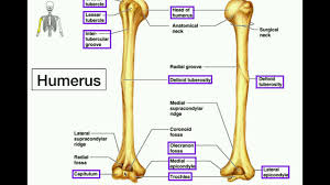 These are all the terms from all the bone flashcards combined!! Anatomy Specific Bony Features Of The Humerus Left Vs Right Youtube