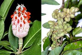 Image result for Magnoliaceae