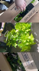 New Plants Alert! , Neon Pothos, Marble Queen Pothos and ZZ plants! , #cafe  #plants #green #pureroots #villageofhamburg #hamburg #plantshop #greenthumb  #pothos #zzplant