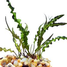 Image result for Aponogeton