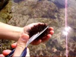 Generalmente infatti i ricci di mare, soprattutto se appena pescati, vengono aperti e gustati direttamente all'interno del proprio guscio. Ricci Di Mare X Tutti Youtube