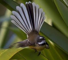 The Fantail or Piwakawaka- friendly little fellows will accompany ...