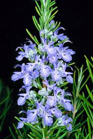 Image result for Rosmarinus officinalis