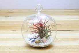 It's easy to care for, easy to raise, and is fascinating to watch. Outdoor Gardening Sea Glass Beach Hanging Air Plant Terrarium Home Living