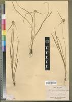 Image result for Kyllinga albiceps