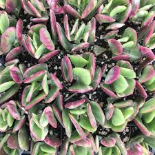 Image result for Crassula vaginata