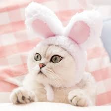 Cute Cat Hair Wear Rabbit Ears Dog Christmas Clothes Christmas Animals Halloween Animals