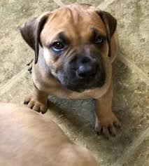 Boerboel puppies for sale and dogs for adoption in virginia, va. Litter Of 8 Boerboel Puppies For Sale In Chesapeake Va Adn 21597 On Puppyfinder Com Gender Female Age 5 Weeks Old Puppies For Sale Puppies Boerboel