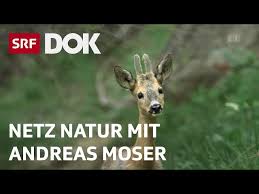 Und nicht zuletzt als träger von viren. Srf Netz Natur Dokustreams De