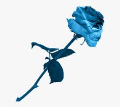 See more ideas about blue roses, blue rose, beautiful roses. Aesthetic Blue Rose Beautiful Aesthetic Blue Rose Transparent Hd Png Download Kindpng