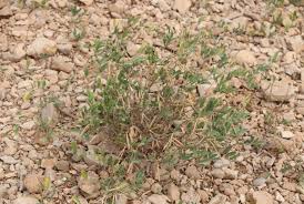 Image result for Brachystegia torrei