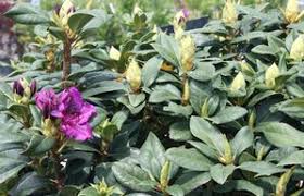 Rhododendron Edith Bosley Metro West Ma Weston Nurseries Rhododendron Purple Flowers Deep Green