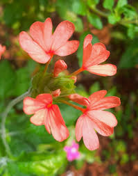 Image result for Crossandra nilotica