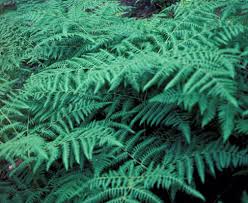 Image result for Pteridium aquilinum