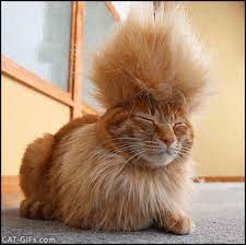 Cat Gif Tyatora The Mohawk Cat A Cool And Funny Punk Rocker Chilling Because Caturday Cat Haircut Funny Cats Cats